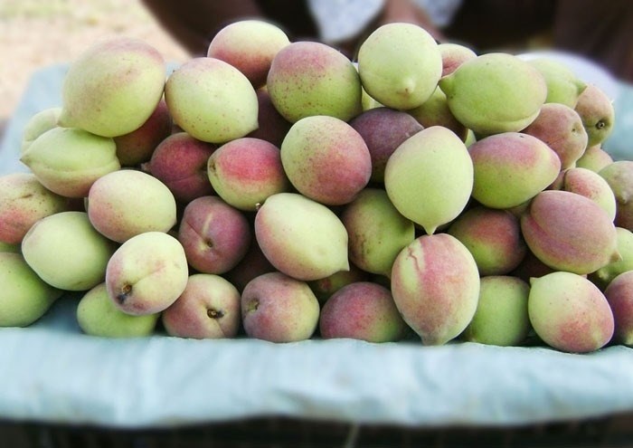 Chuyện quả đào “tiên” của Việt Nam 