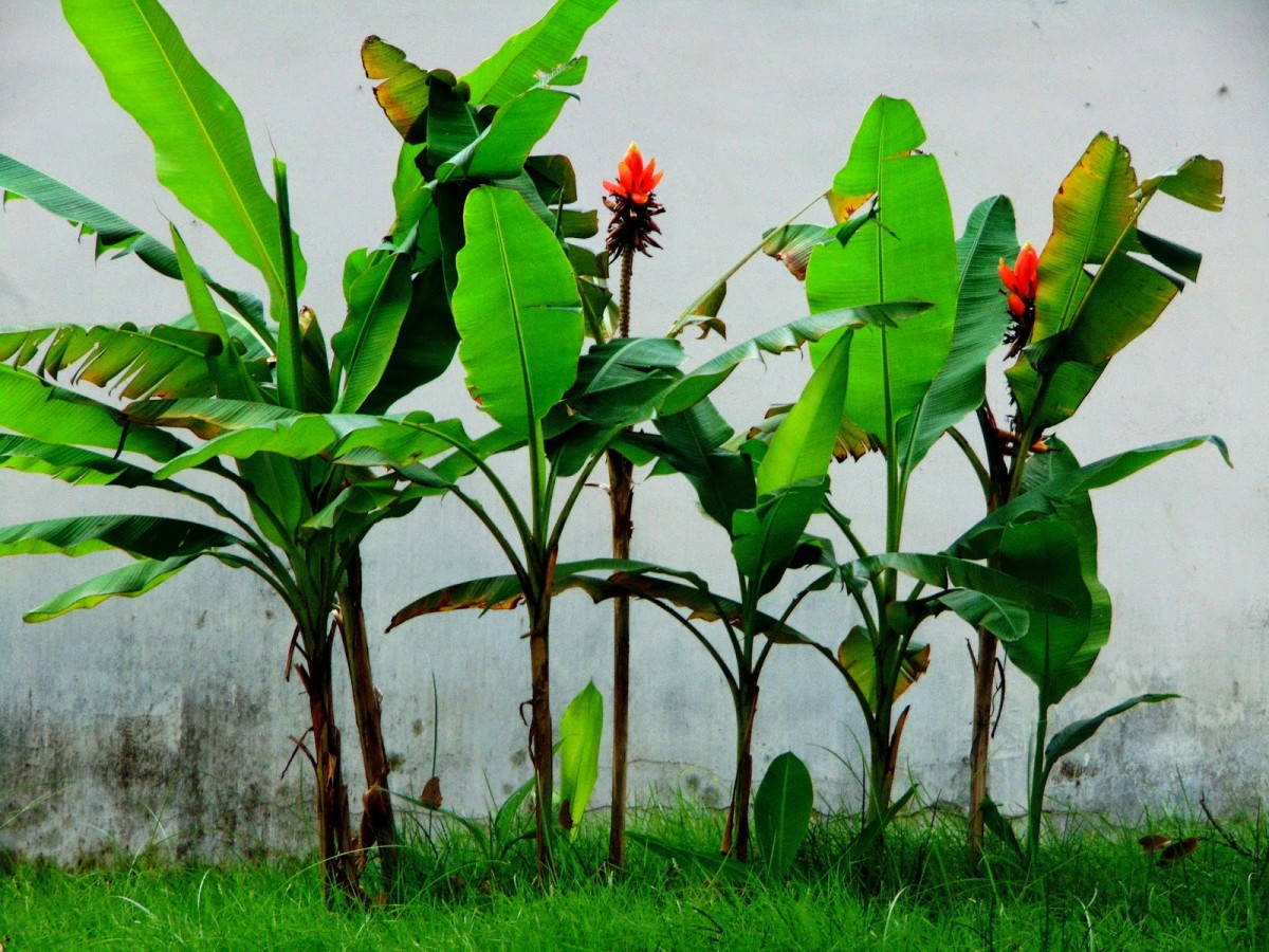 Chuối hột rừng: món ăn - bài thuốc nhiều công dụng