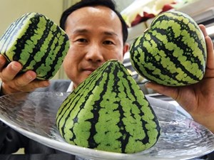 New and interesting types of watermelon