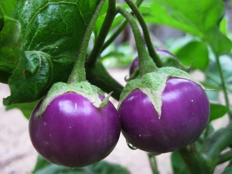 Một quả cà bằng… ba chén thuốc