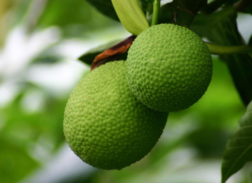 Huyền thoại ít biết về những trái sa-kê