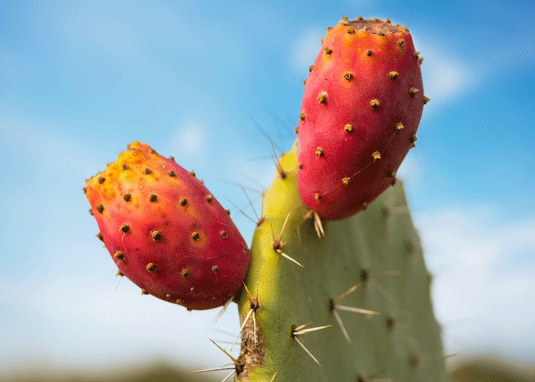 Prickly Pear from A to Z: 26 Things to Know