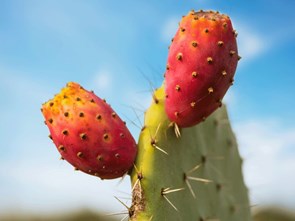 Prickly Pear from A to Z: 26 Things to Know