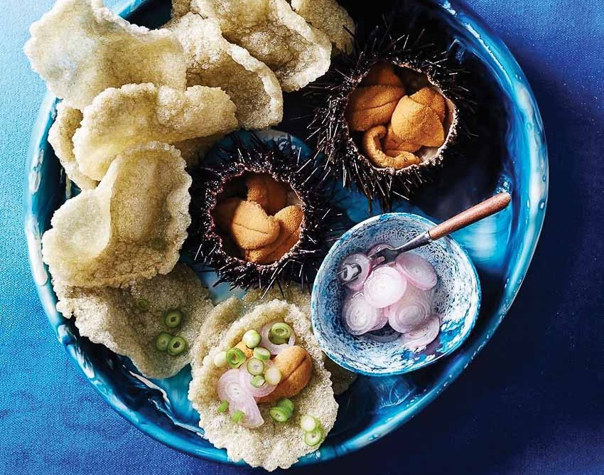 Chuyện con cầu gai vùng biển Chilê