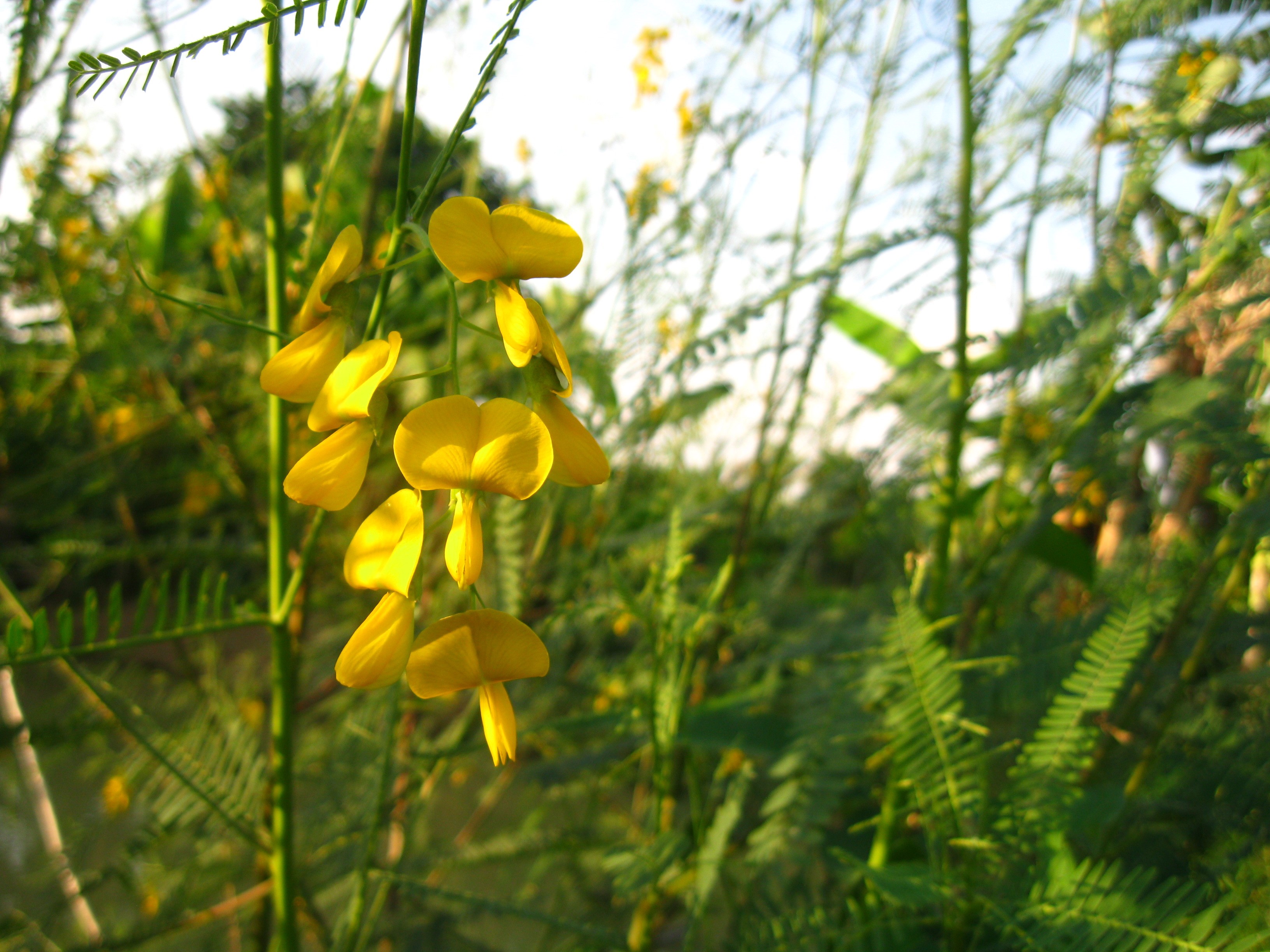 Những bến sông vàng