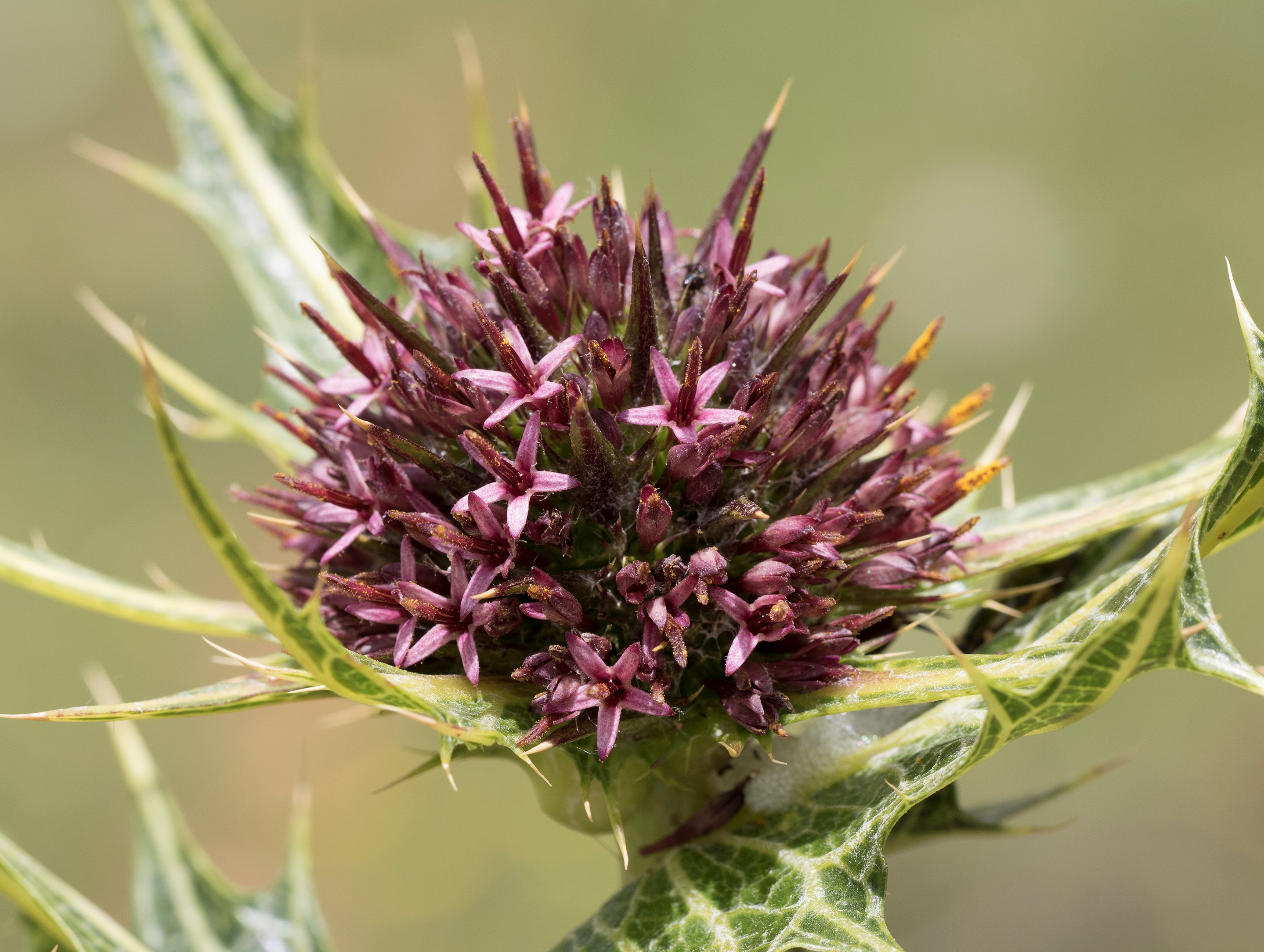 Cuộc chiến tranh hoa