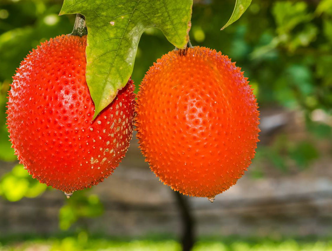 Quả tiên trên bờ giậu