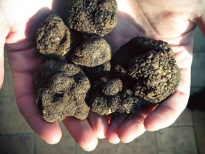 Từ A đến Z: 26 điều thú vị về nấm truffle