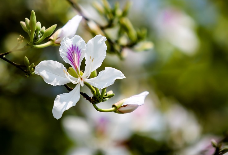 Thơm ngon ẩm thực từ hoa ban Tây Bắc