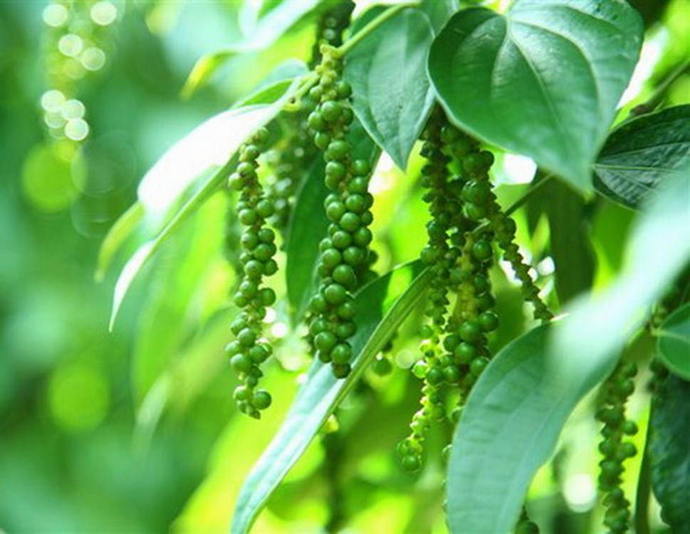 Phát hiện tinh dầu hạt tiêu có thể chống bệnh gút